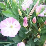 Mueritzliebe By Interhome *