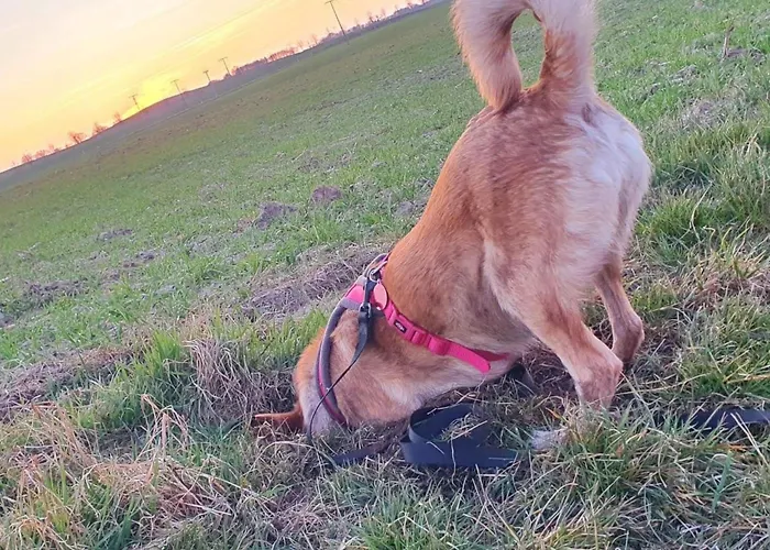 Mueritzliebe By Interhome Sietow