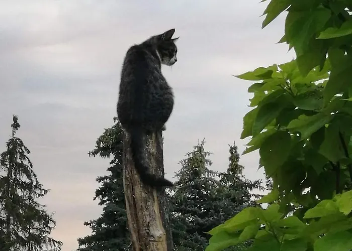 Mueritzliebe By Interhome * Sietow