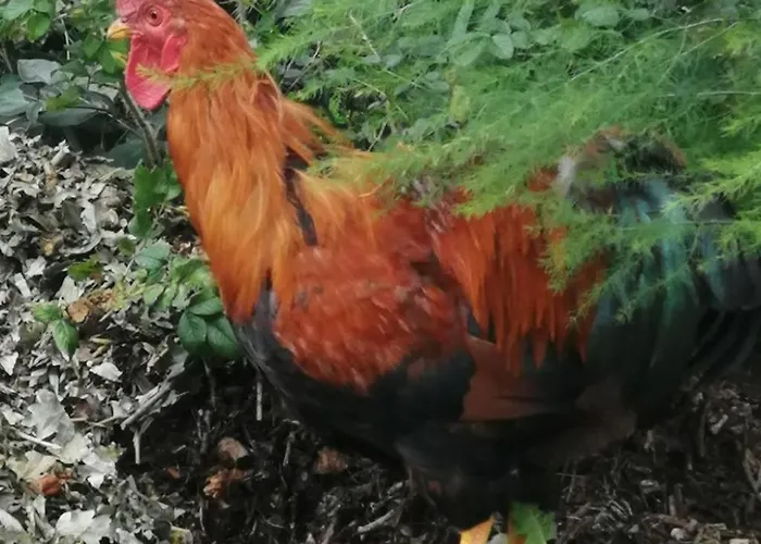 Mueritzliebe By Interhome Sietow