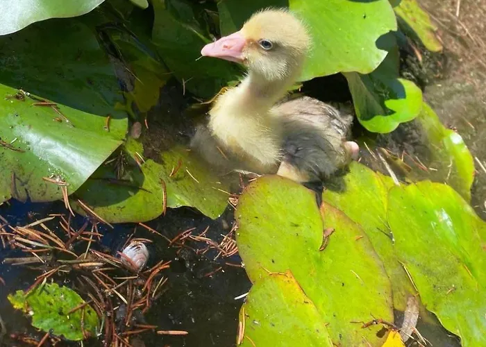 Apartamento Mueritzliebe By Interhome Sietow